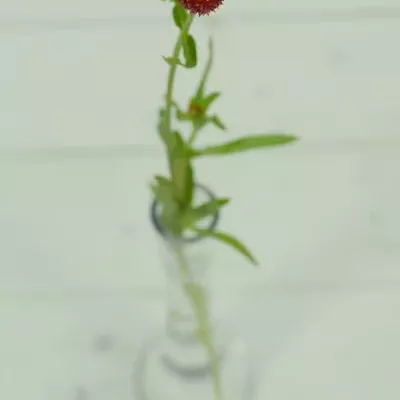 GOMPHRENA GLOBOSA 60cm