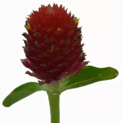 GOMPHRENA GLOBOSA 60cm