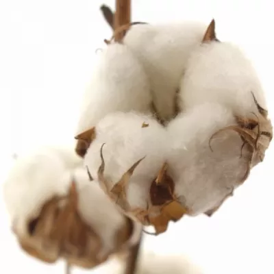 Bavlník 6 ON STAM 70 cm