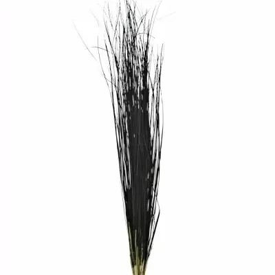 GRASS BEARGRASS 60cm BLACK