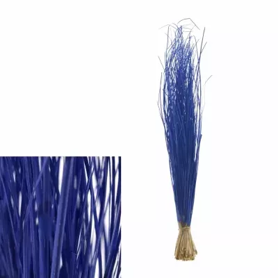 GRASS BEARGRASS 60cm BLUE