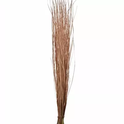 GRASS BEARGRASS COPPER 60cm 