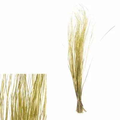 GRASS BEARGRASS 60cm GOLD