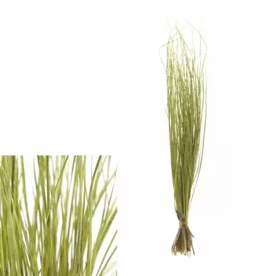 GRASS BEARGRASS 60cm MINT