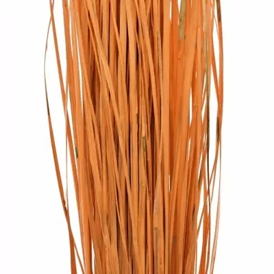 GRASS BEARGRASS 60cm ORANGE