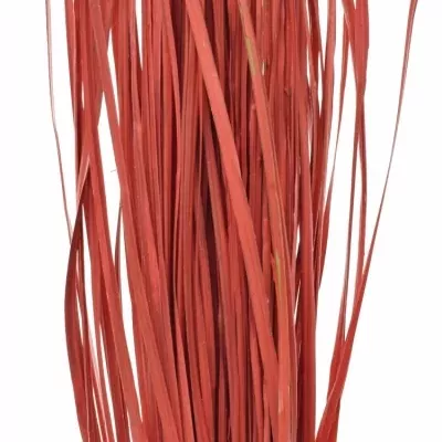 GRASS BEARGRASS 60cm RED
