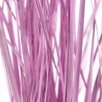 GRASS BEARGRASS 60cm ROSE