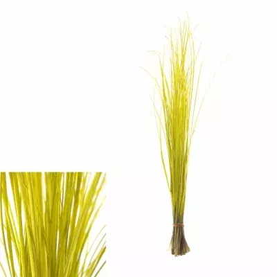GRASS BEARGRASS 60cm YELLOW