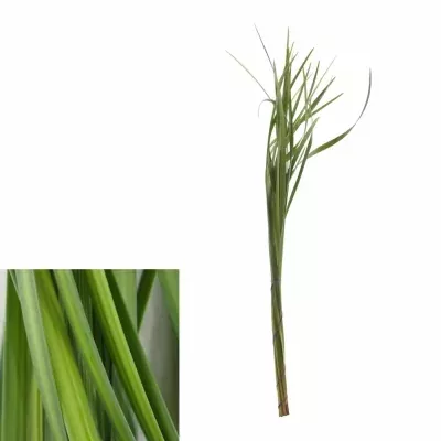 GRASS LILLY GRASS 60cm