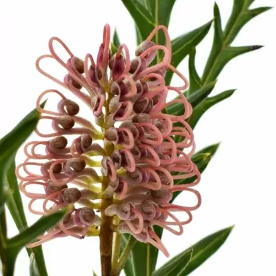 Grevilea BAILEYANA 55cm