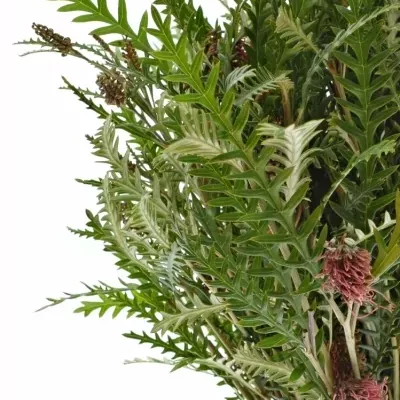 Grevilea BAILEYANA 55cm