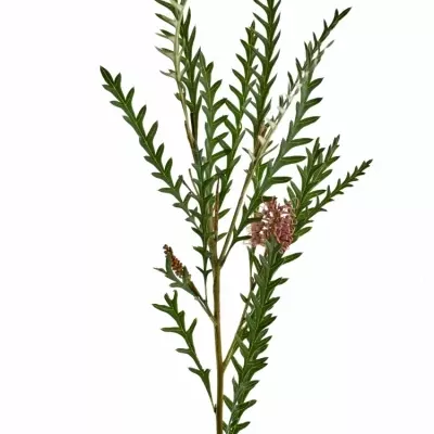 Grevilea BAILEYANA 55cm