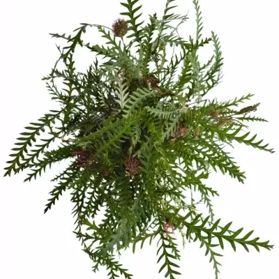 Grevilea BAILEYANA 55cm