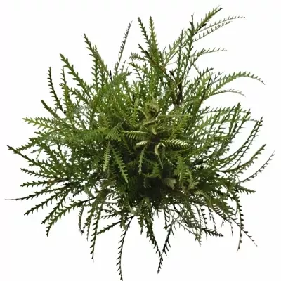 Grevilea IVANHOE BRONZE