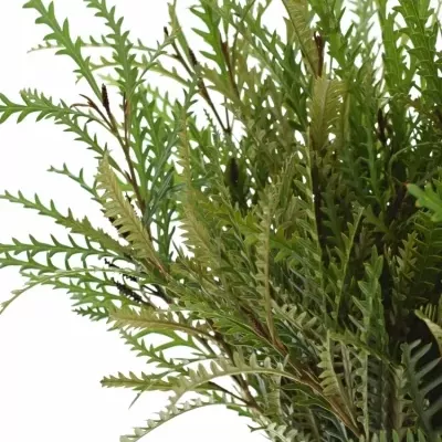 Grevilea IVANHOE BRONZE