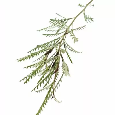 Grevilea IVANHOE BRONZE