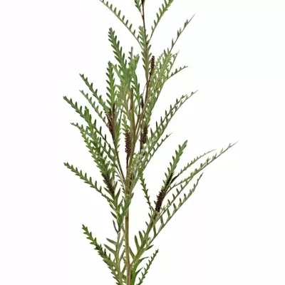 Grevilea IVANHOE BRONZE 60cm