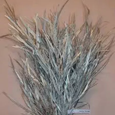 Grevilea SILVER 300g