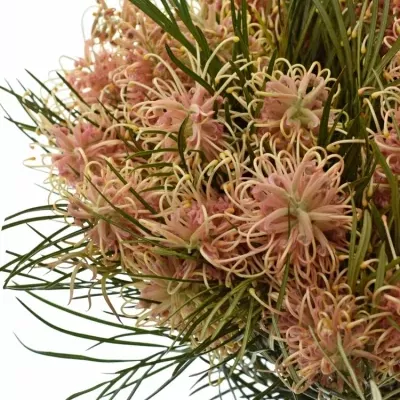 GREVILLEA COASTAL SUNSET 60cm