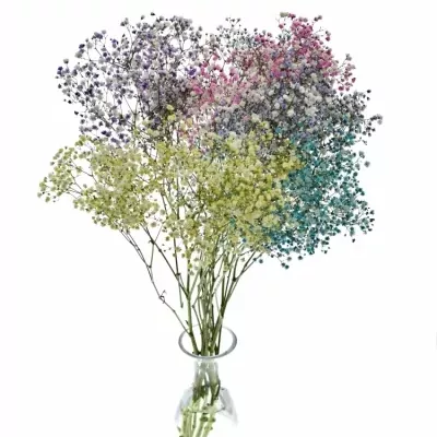Gypsophila BARVENÁ MIX 80cm/40g