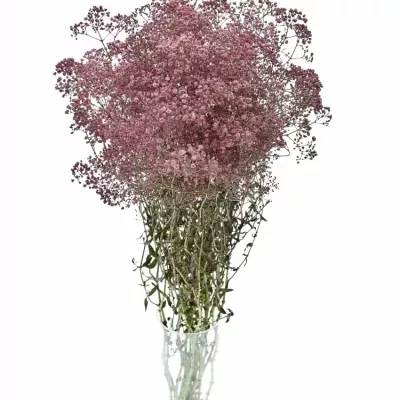 GYPSOPHILA BARVENÁ ROSE 70cm/20g