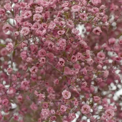 GYPSOPHILA BARVENÁ ROSE 70cm/20g