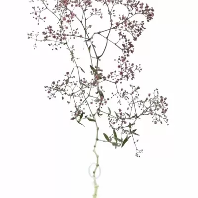 GYPSOPHILA BARVENÁ ROSE 70cm/20g