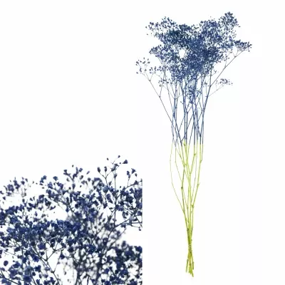 GYPSOPHILA BLUE 80cm