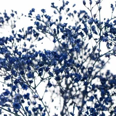 GYPSOPHILA BLUE 