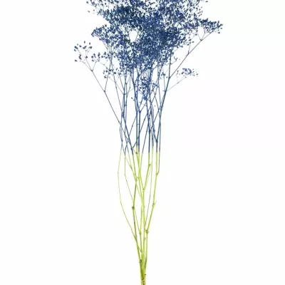 GYPSOPHILA BLUE 