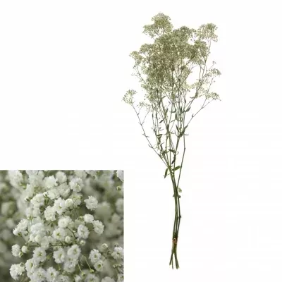 GYPSOPHILA GYPSO KING 70cm/21g