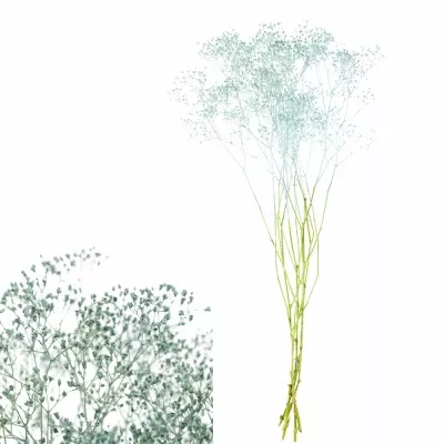 GYPSOPHILA LIGHT BLUE 75cm