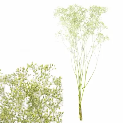 GYPSOPHILA MINT 75cm