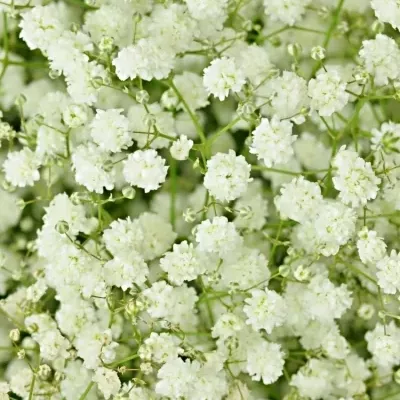 GYPSOPHILA PA BEAUTY BRIDE 70cm/25g