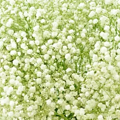 GYPSOPHILA PA BEAUTY BRIDE 70cm/25g