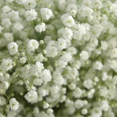 GYPSOPHILA PA CASSIOPEIA 20g