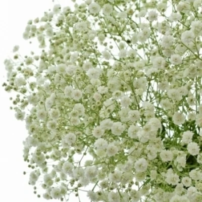 GYPSOPHILA PA HORA