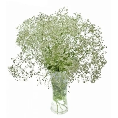 GYPSOPHILA PA HORA