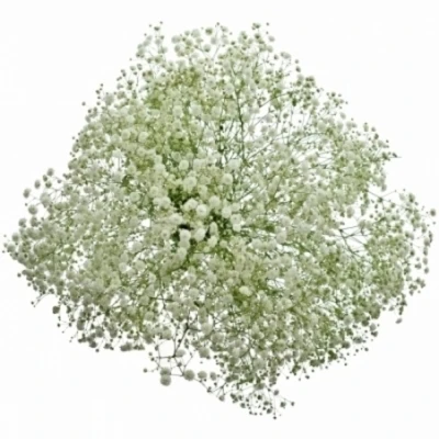 GYPSOPHILA PA HORA