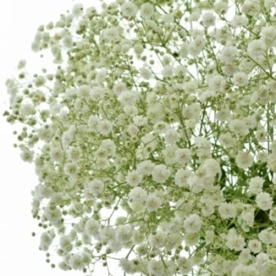 GYPSOPHILA PA HORA 80cm/30g