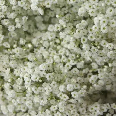 GYPSOPHILA PA MILLION STAR 70cm/70g