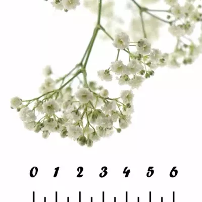 GYPSOPHILA PA MIRABELLA