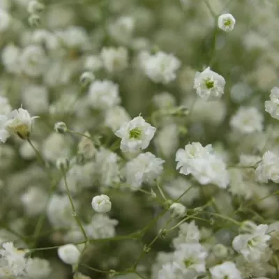 GYPSOPHILA PA MIRABELLA