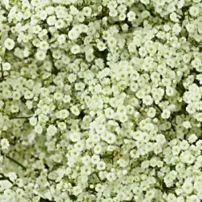 GYPSOPHILA PA NEW LOVE 70cm/25g 