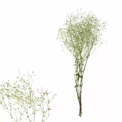 GYPSOPHILA PA PERFECTA 25g