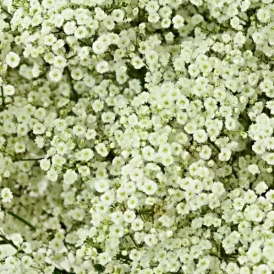 GYPSOPHILA PA VIVO 70cm/30g