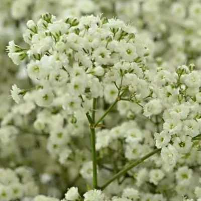 GYPSOPHILA PA VIVO 70cm/15g