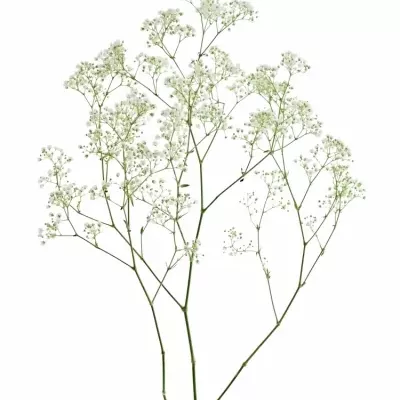 GYPSOPHILA PANICULATA CRYSTAL WHITE 80cm/50g