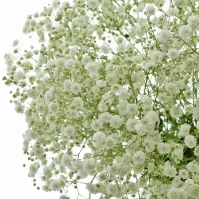 GYPSOPHILA PEARLS GRANDTASTIC