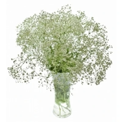 GYPSOPHILA PEARLS GRANDTASTIC